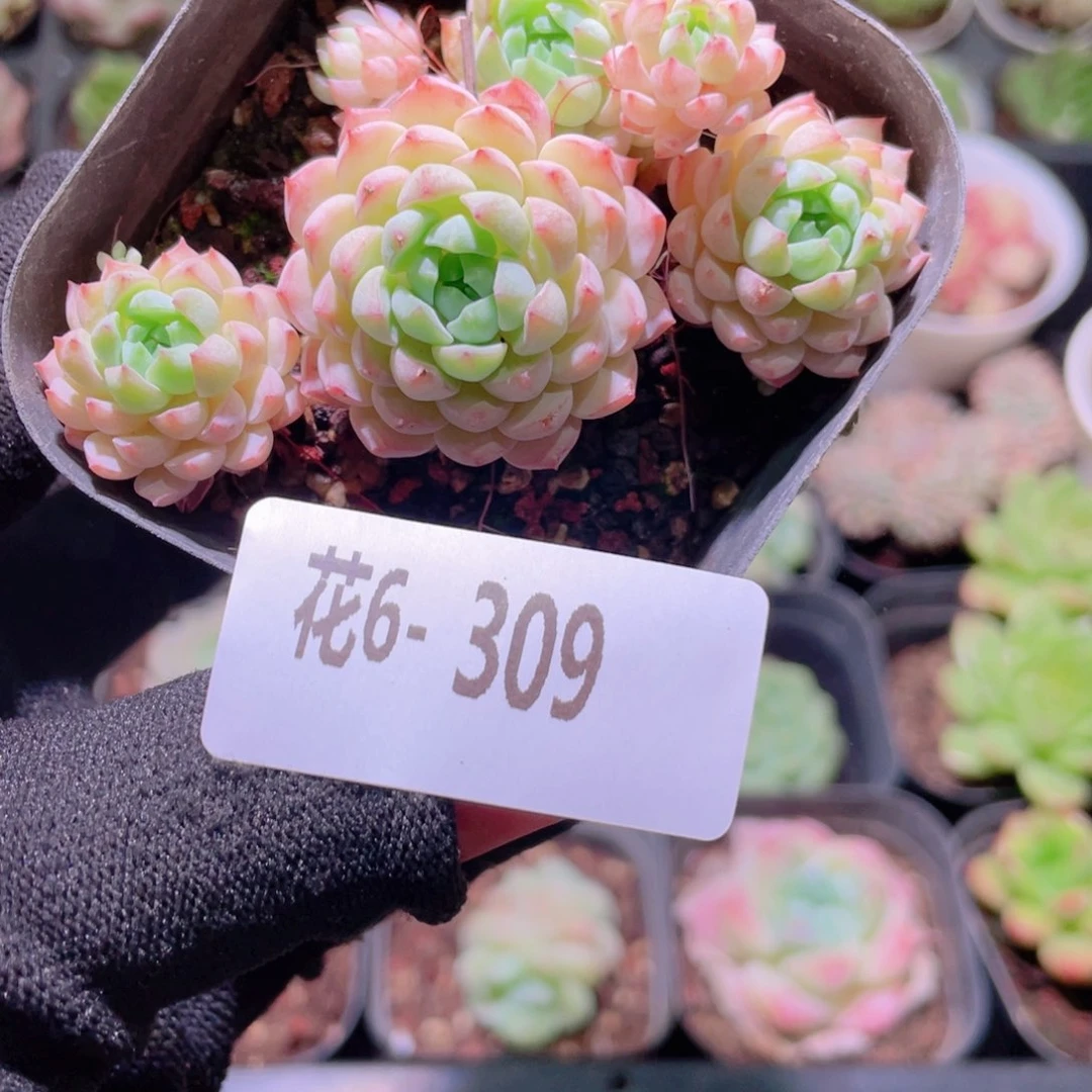 7***&花利美6-  309小粉莓群