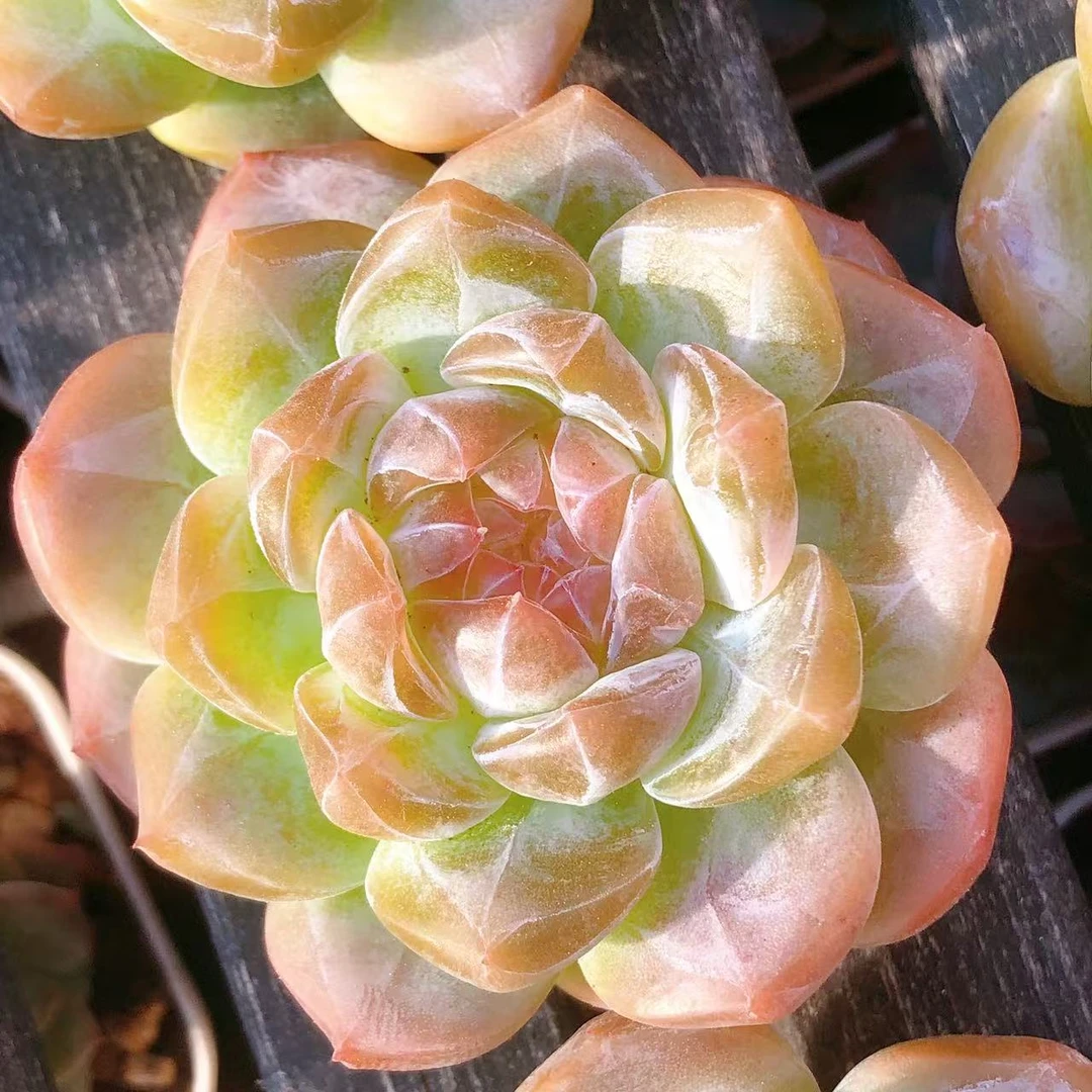 22号多肉    自留四大美女编号玉环一颗（尺寸5左右）满28包邮除偏