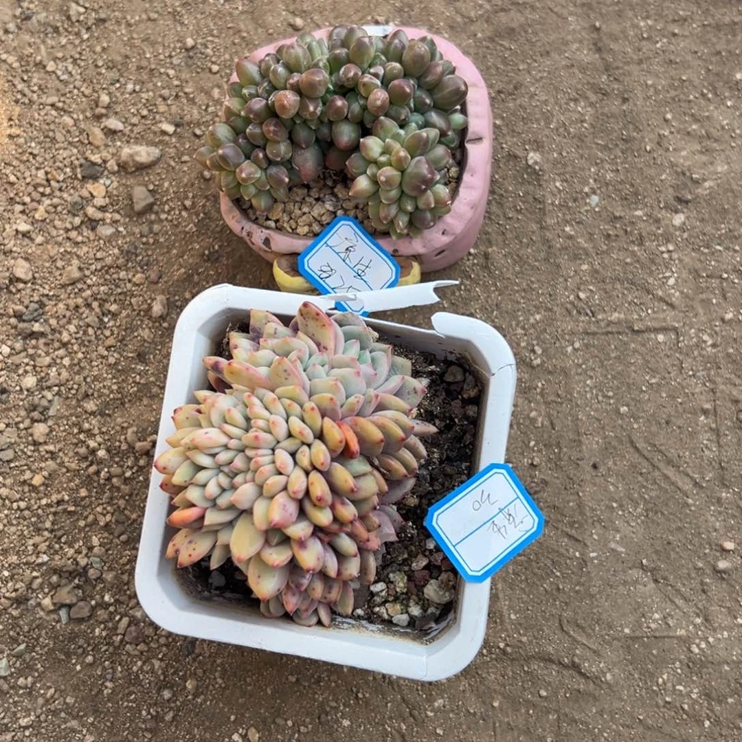 凉**…11111111111111111