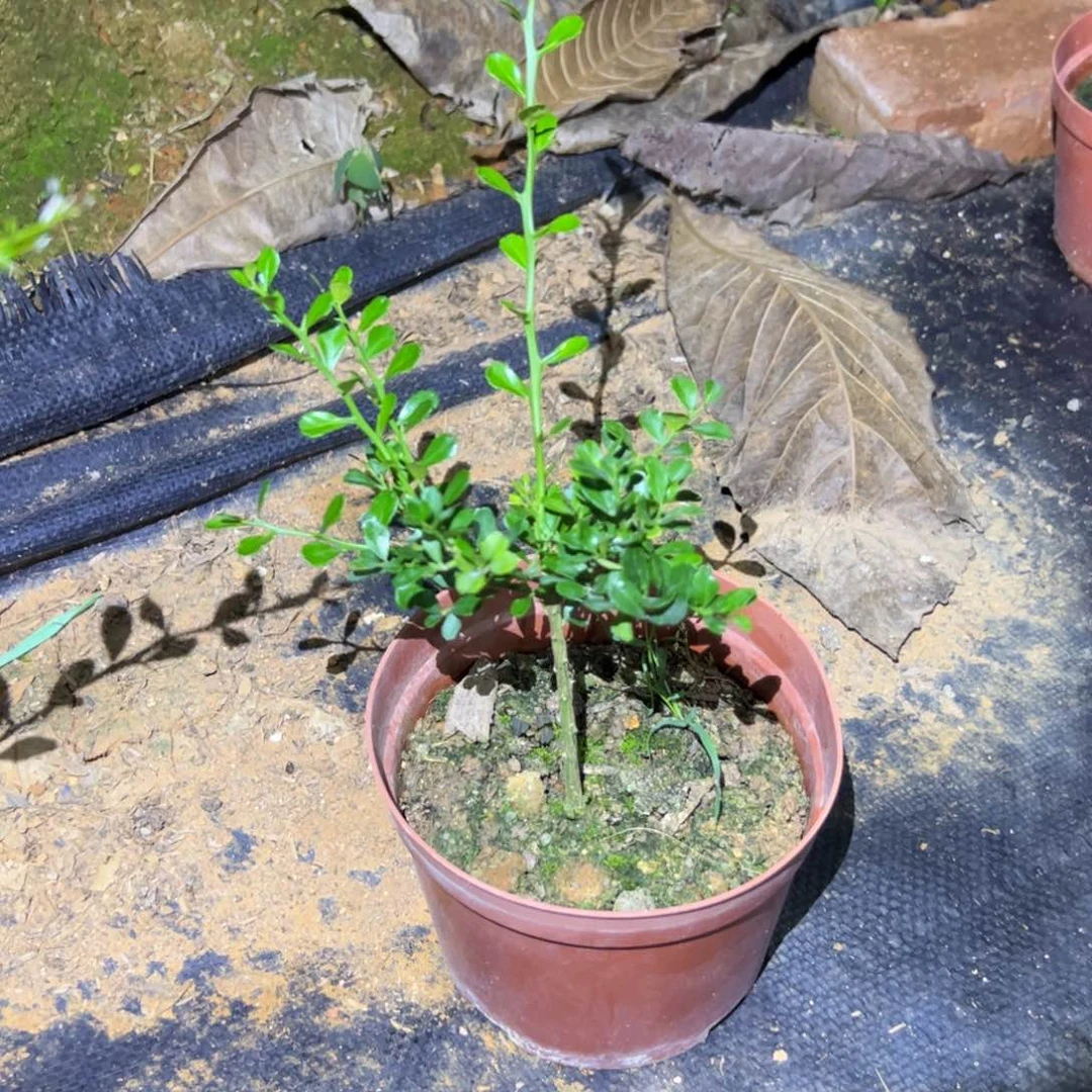 无花朵绿植盆栽植物花卉