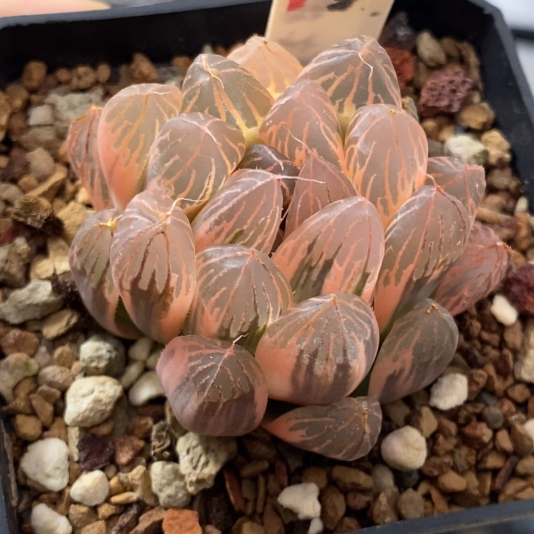 218号糊斑胭脂玉露锦