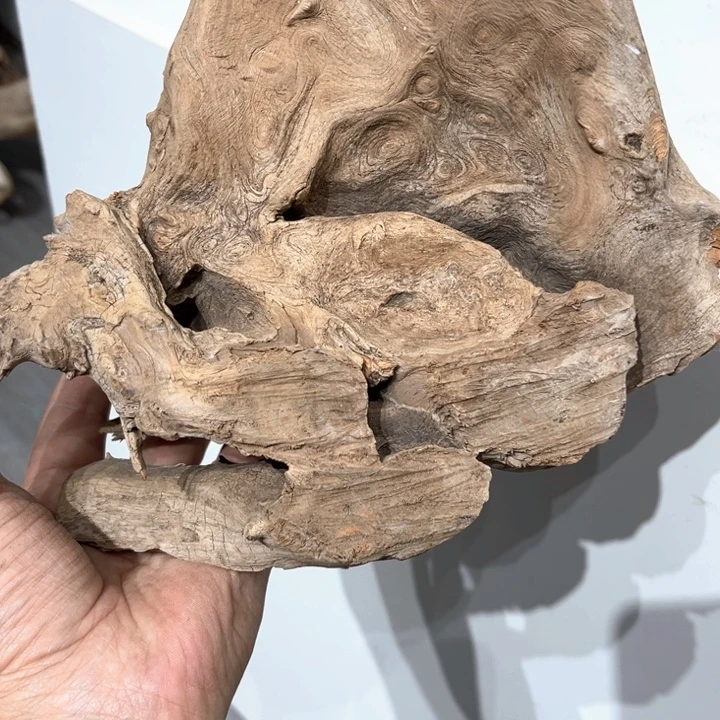 ໑***摸柏木崖柏等自然资源和生态资源