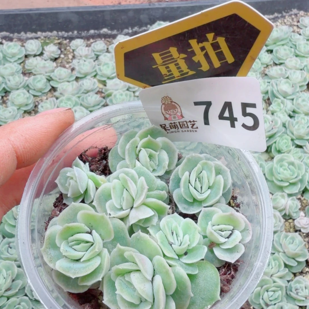 多肉植物多肉植物