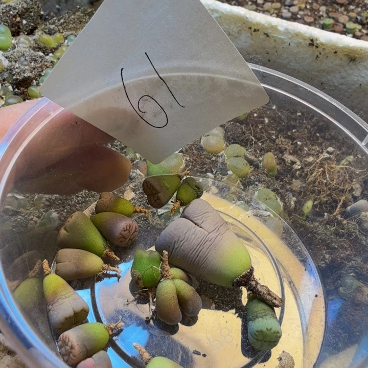 陈***陈多肉植物的生长发育61
