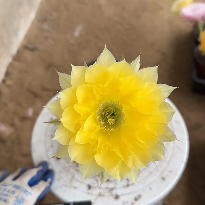 无花朵Y**g带根彩草165