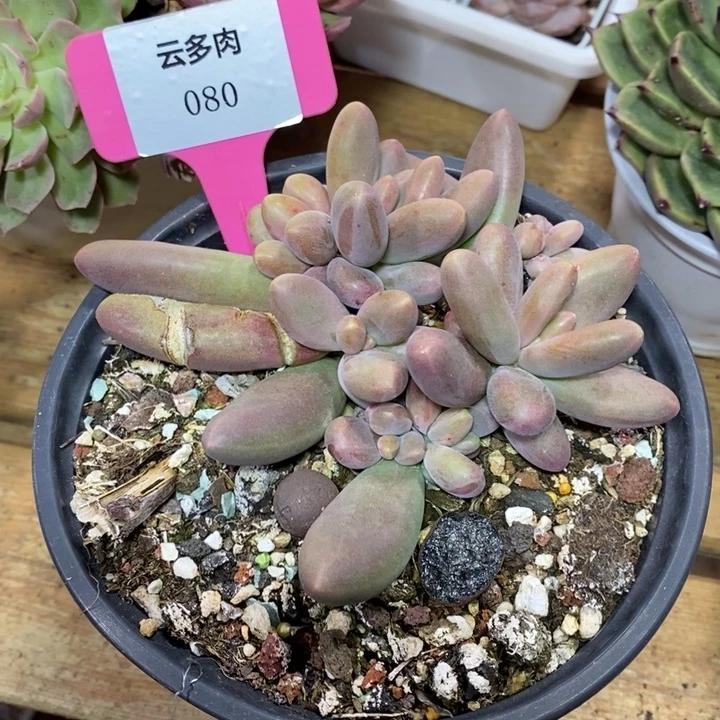 D080- 直播福利 象牙