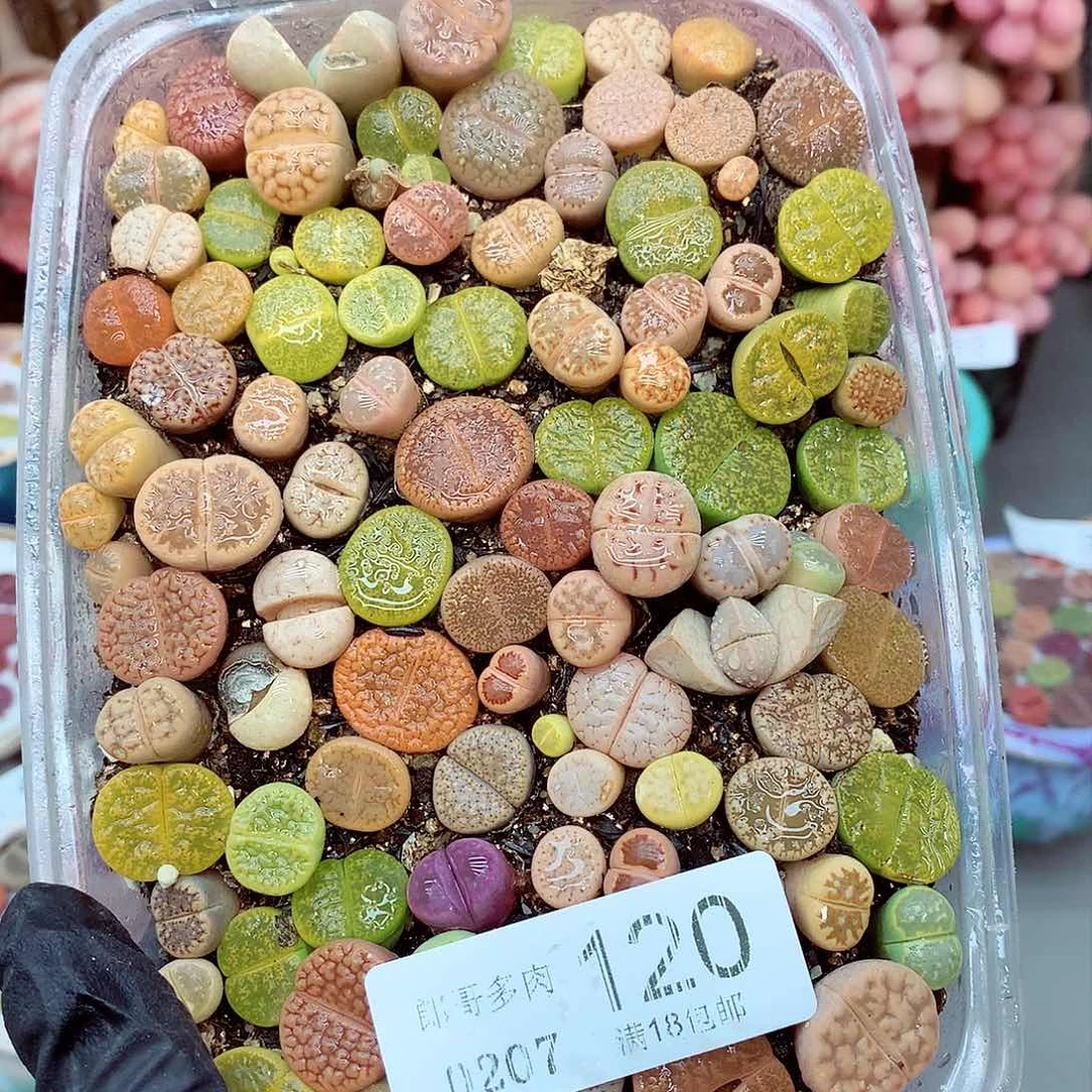 生石花满18包邮7-120