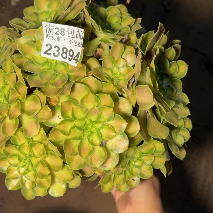 23894韶华多肉植物
