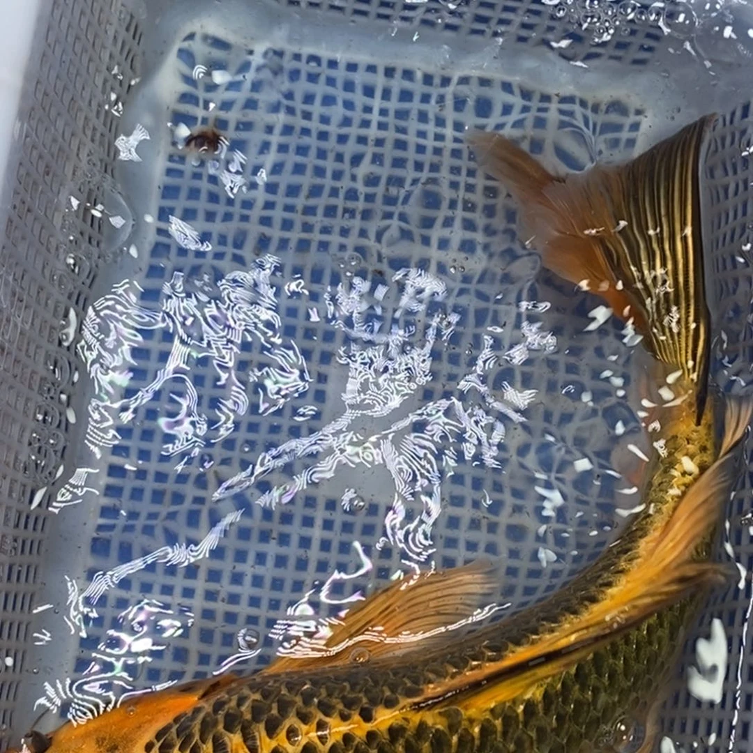 锦鲤冷水锦鲤包邮