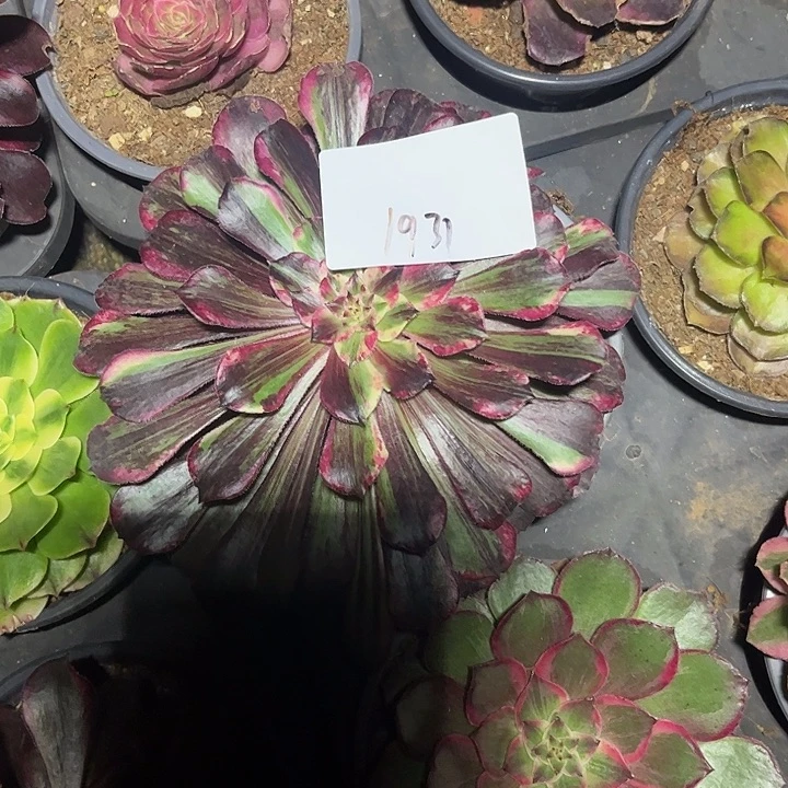 ꧁***꧂同花顺多肉植物保护1931