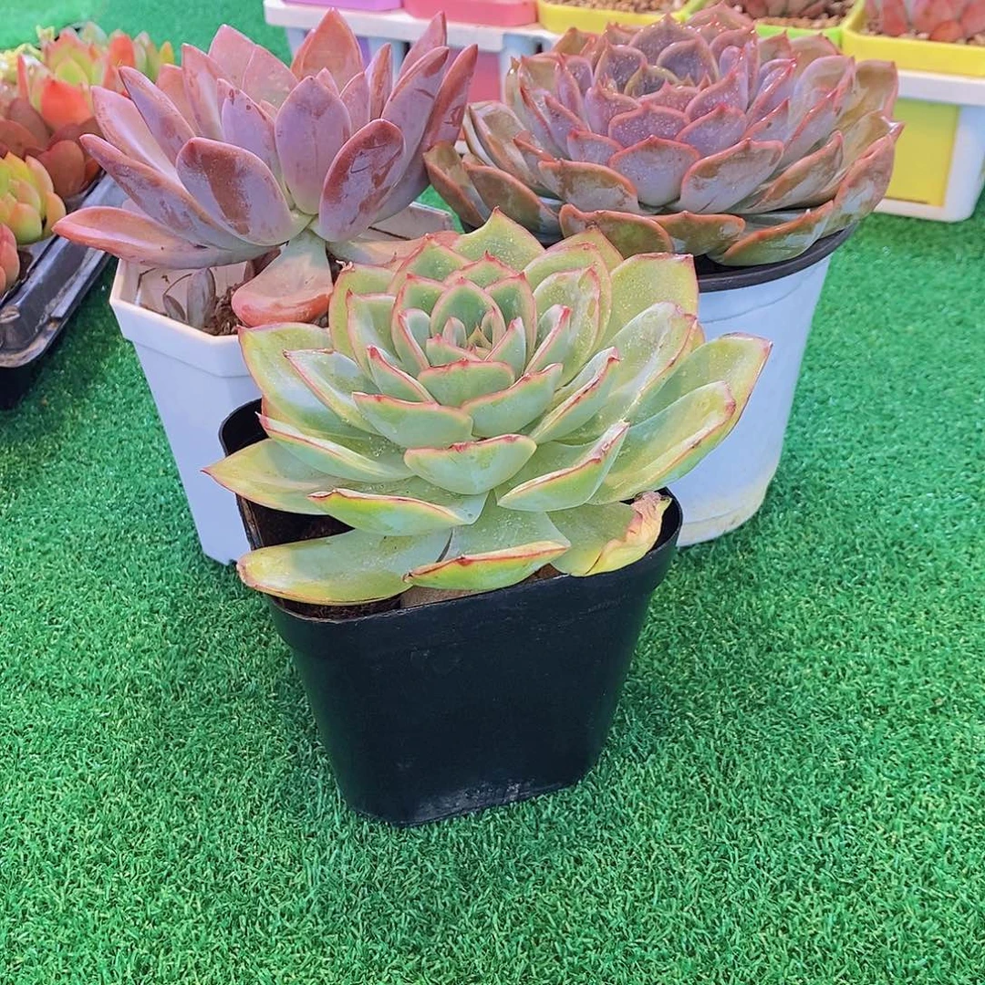 无花朵菲欧娜奥普琳娜晨露120送八角盆土