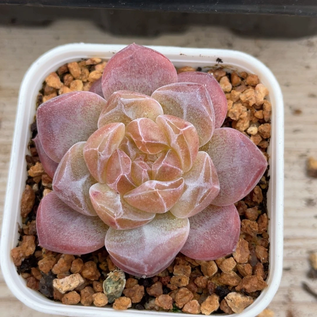 优选琥珀珍妮676