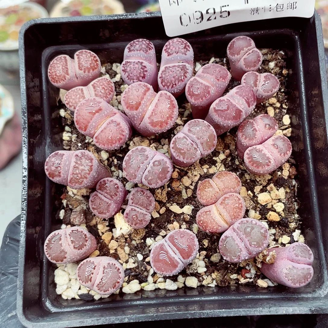生石花满18包邮0925-119