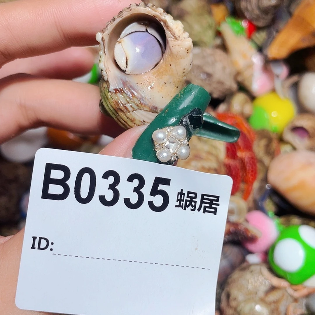 寄居蟹寄居蟹0335