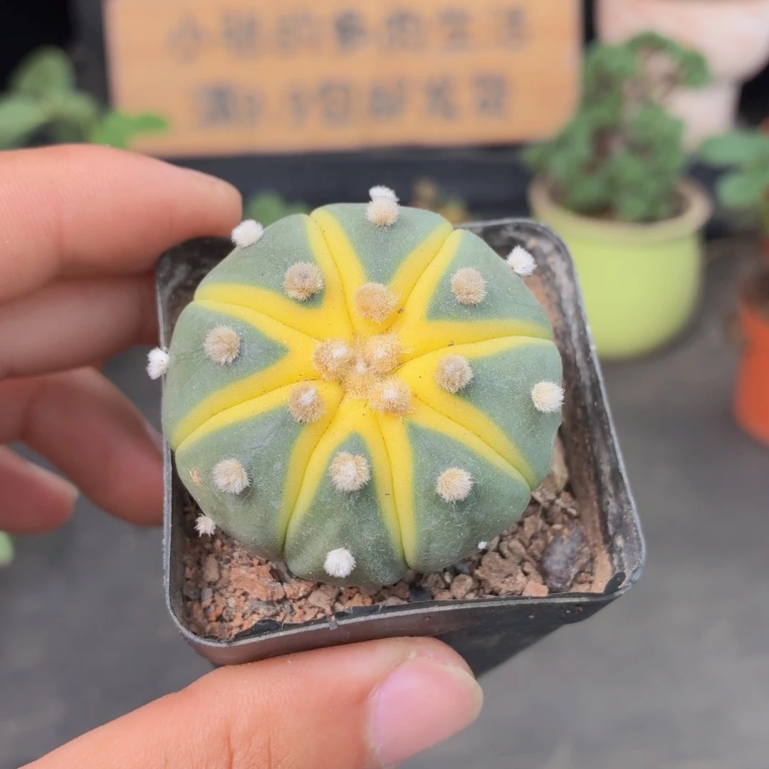 星兜锦多肉9.9包邮发货