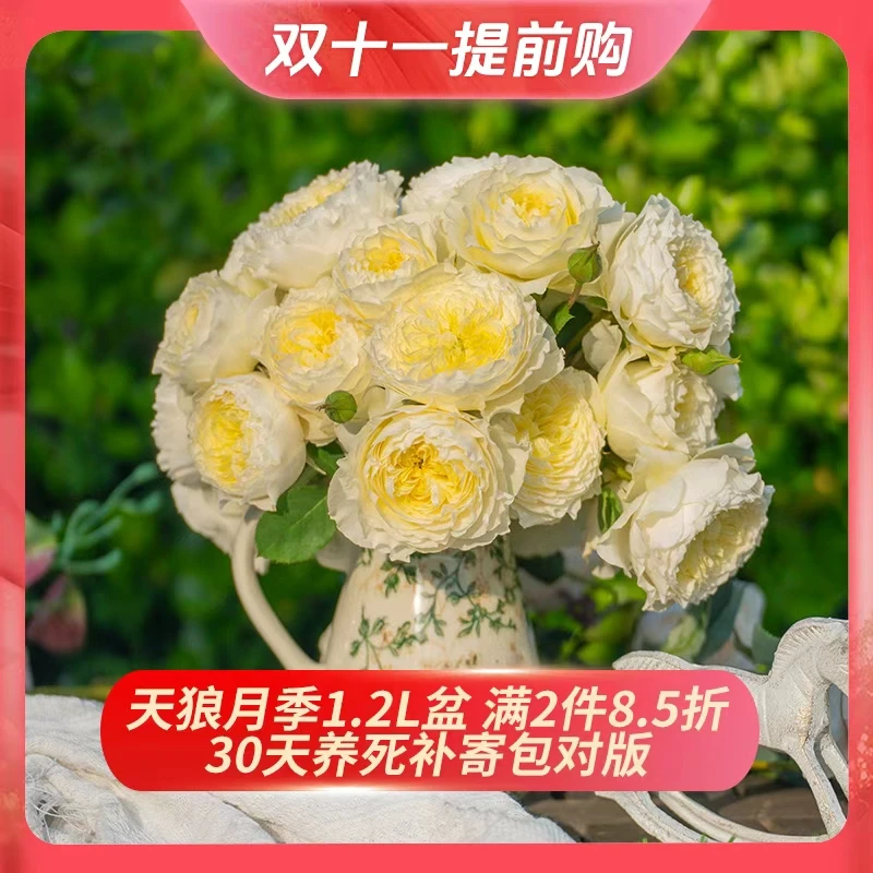 天狼月季 月季1.2升盆涵仙龙沙蓝雨等庭院阳台爬藤花卉
