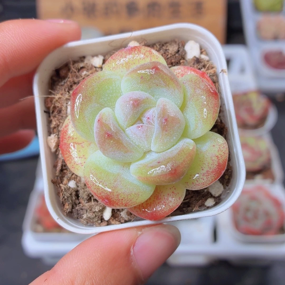 冰玉多肉9.9包邮发货