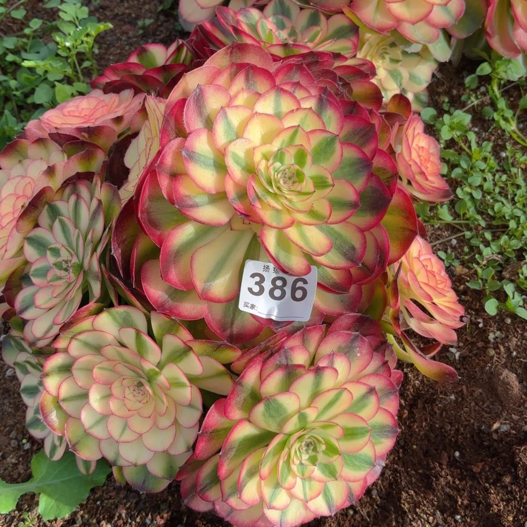 普****厂123  386多肉法师