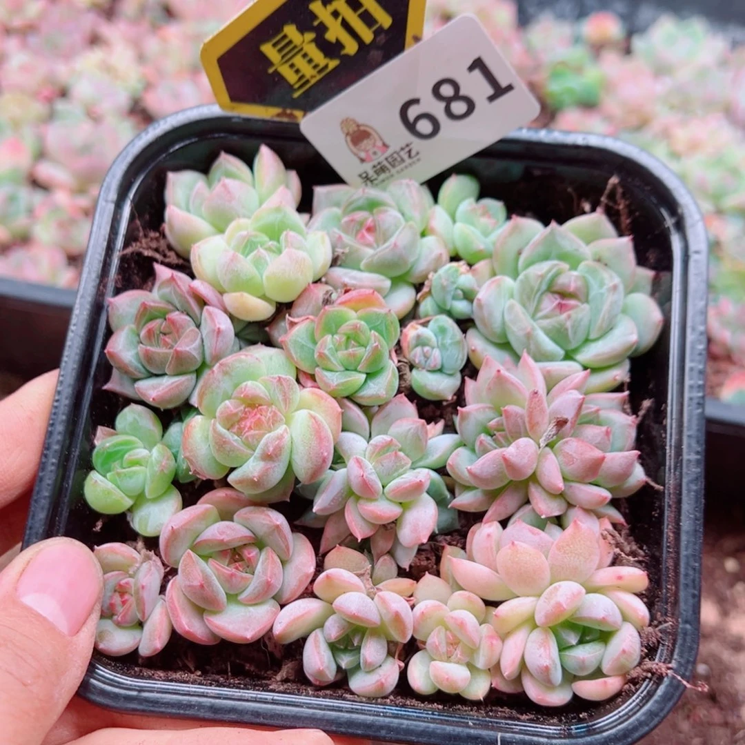 多肉植物多肉植物