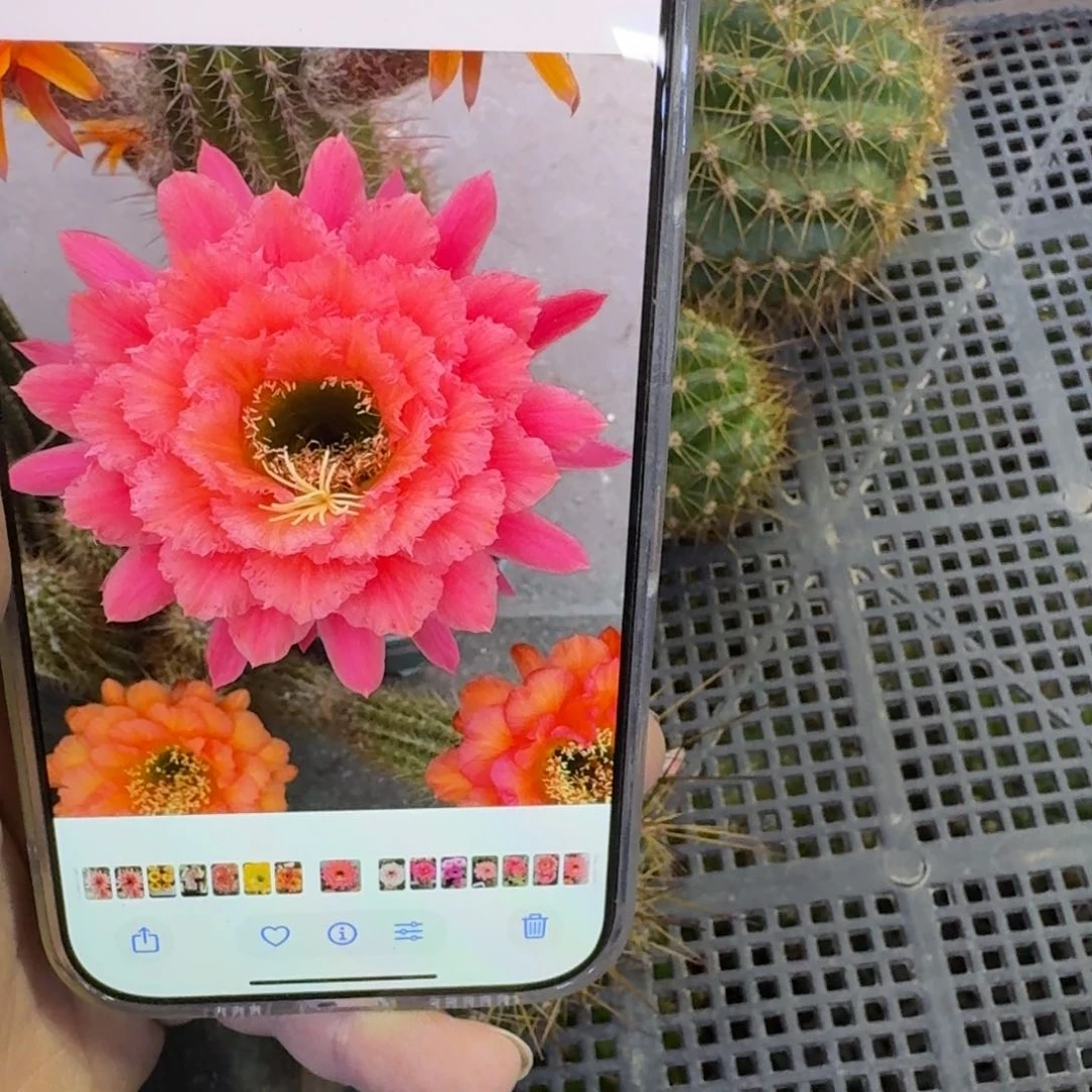 401毛花柱牛牛歪无根侧牙5公分左右，20包邮