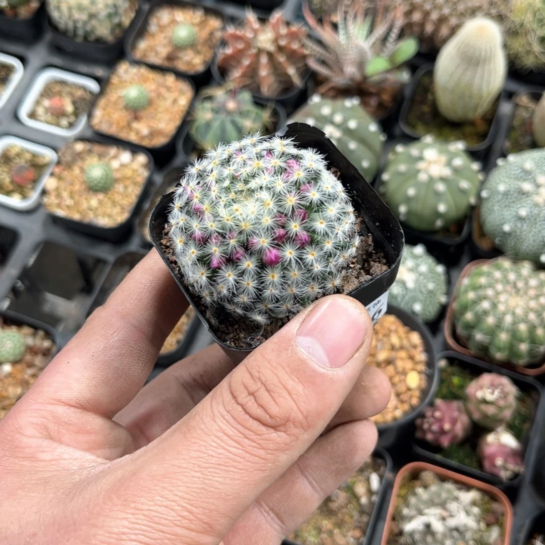 晚*啦24546一物一拍单头发货