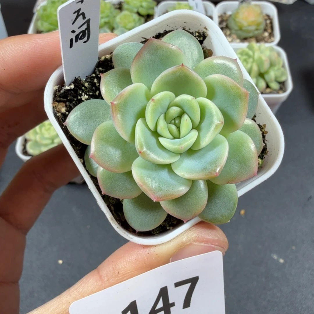 甜心云间一物一拍147