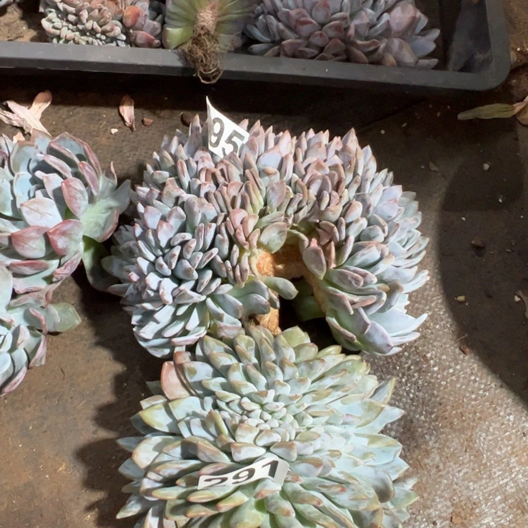 闹***绪295橙梦露橙梦露橙梦露