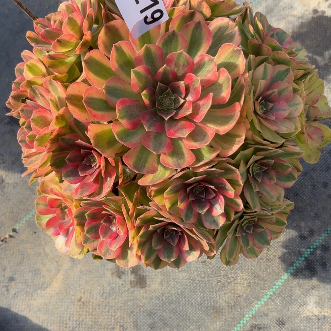 219雨河多肉植物福利