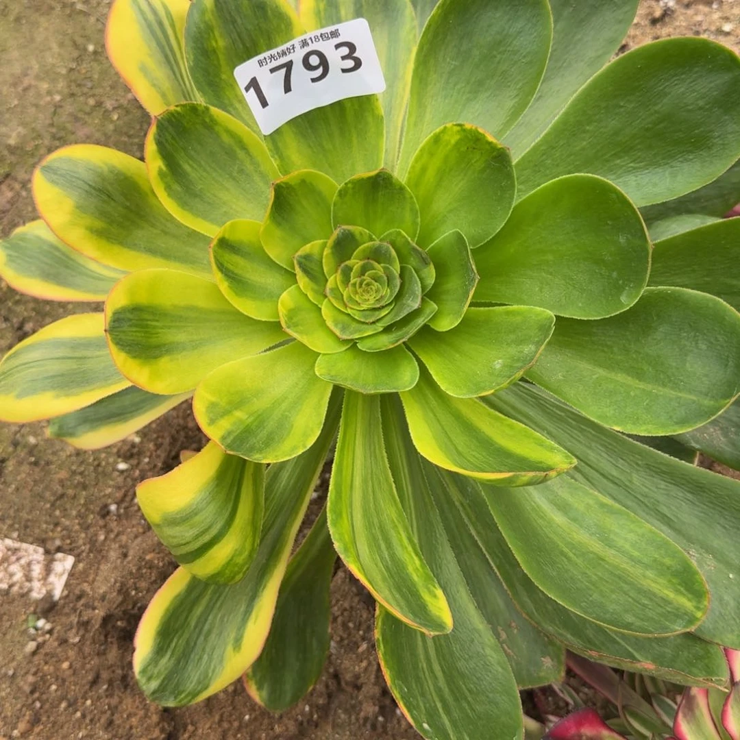 1793燕姿花脸。多肉植物