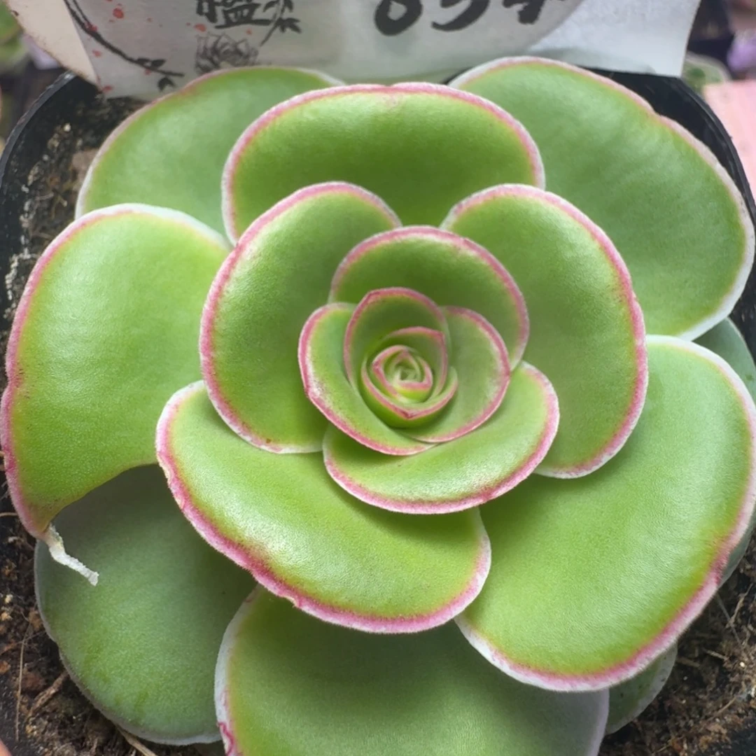 楹楹-834甜茶虫咬福利-冠幅  5cm