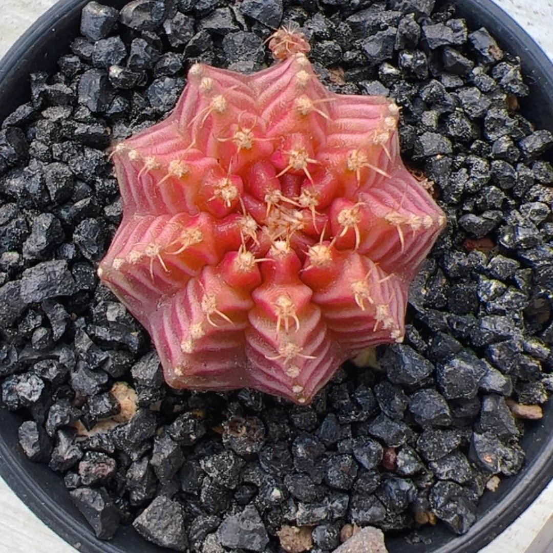 当前无花朵，栽培后可花朵