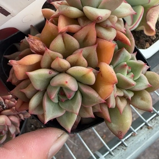 115特斯拉 一物一拍多肉