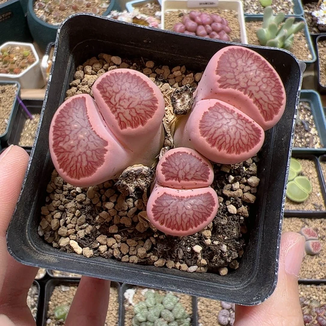 【闪购商品】331 粉菊
