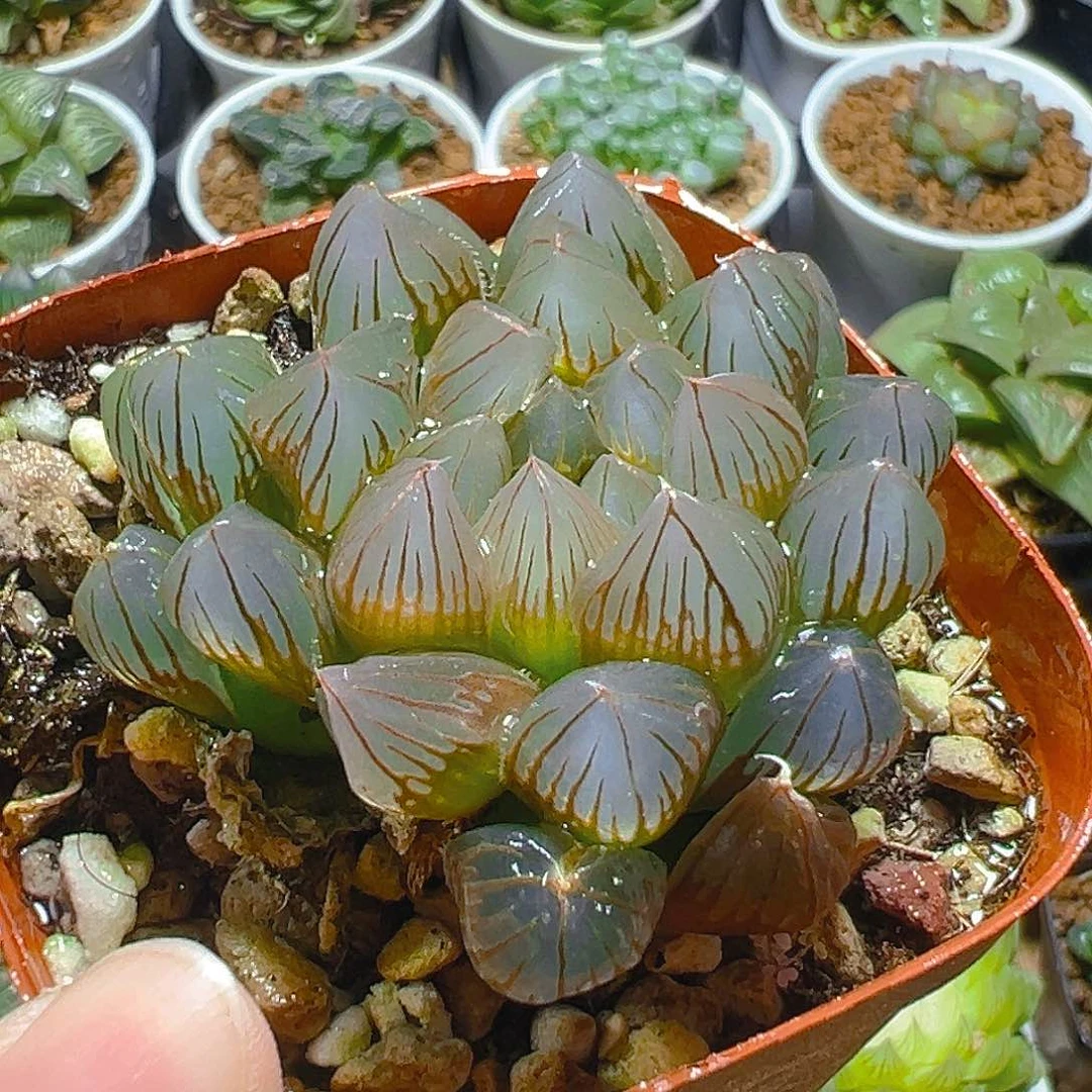 黑姬玉露多肉多肉多肉一颗