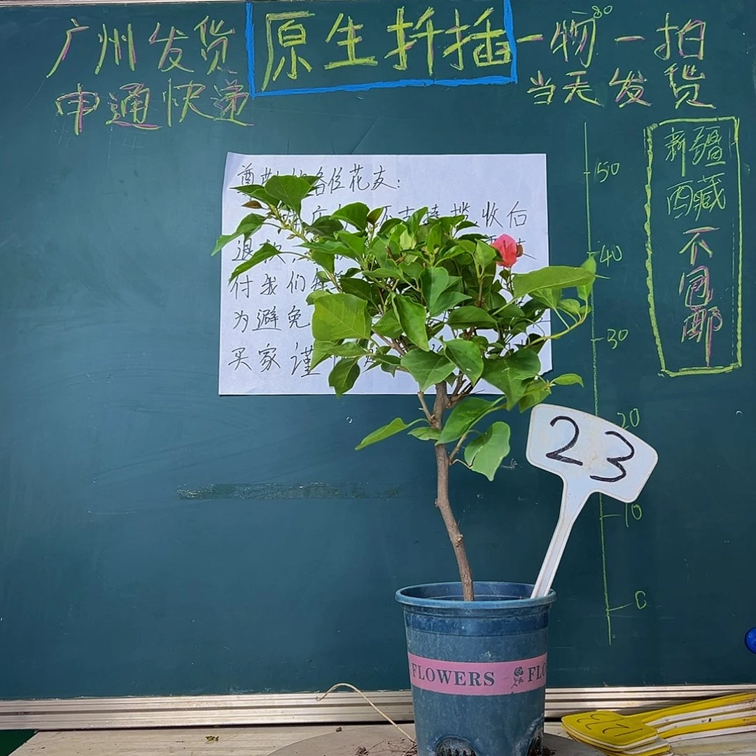 当前无花栽培后可以开花暗斑夕阳红23