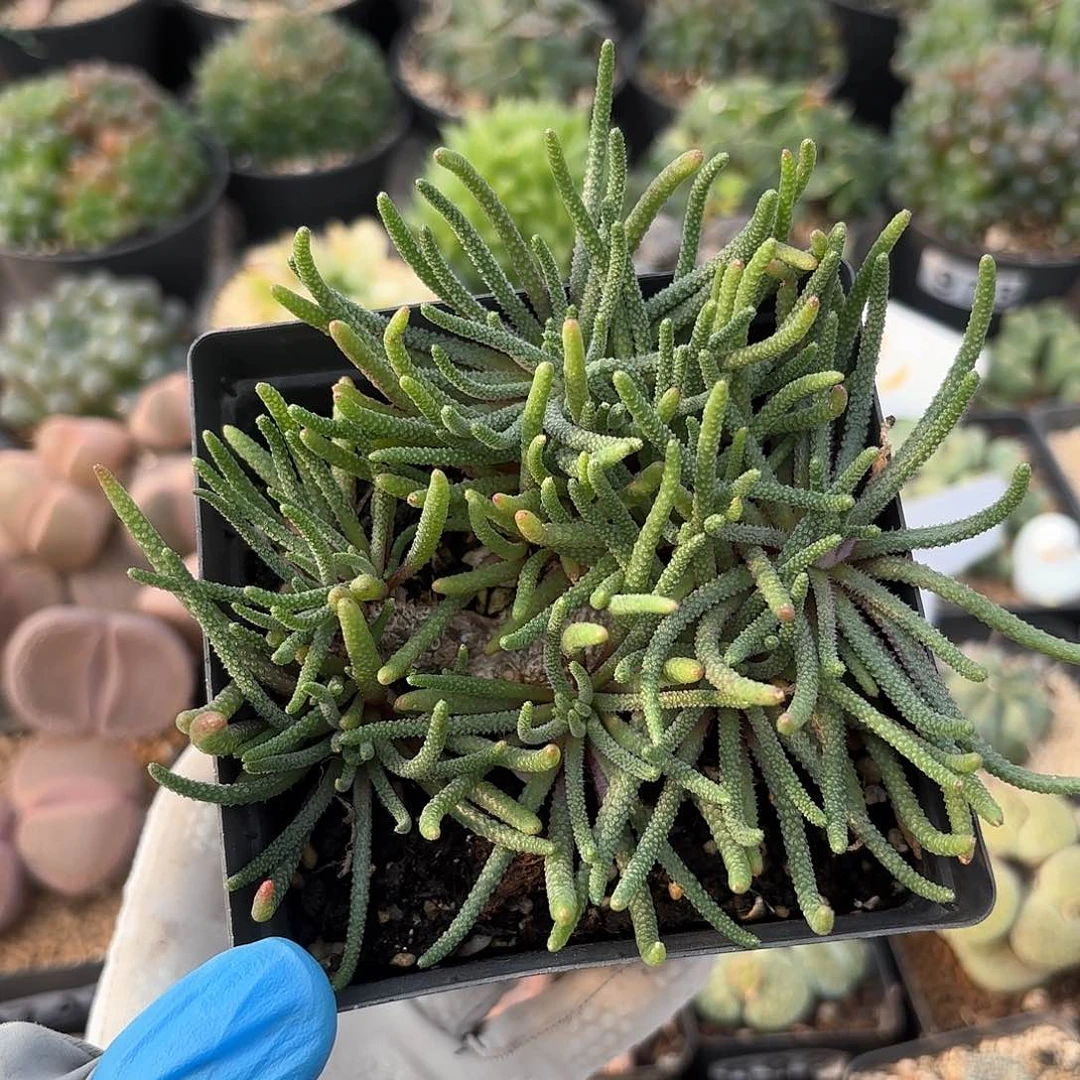 513 天赐块根 脱土留土团