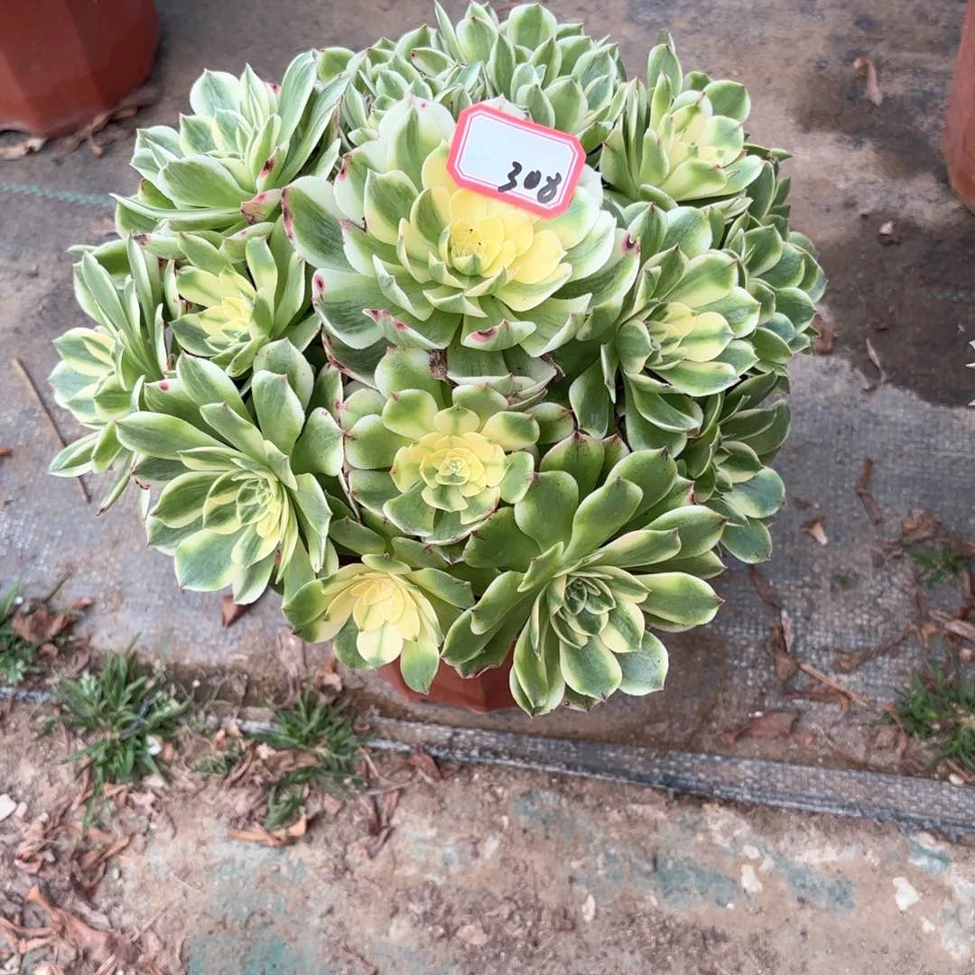全部花朵308莎白多肉植物