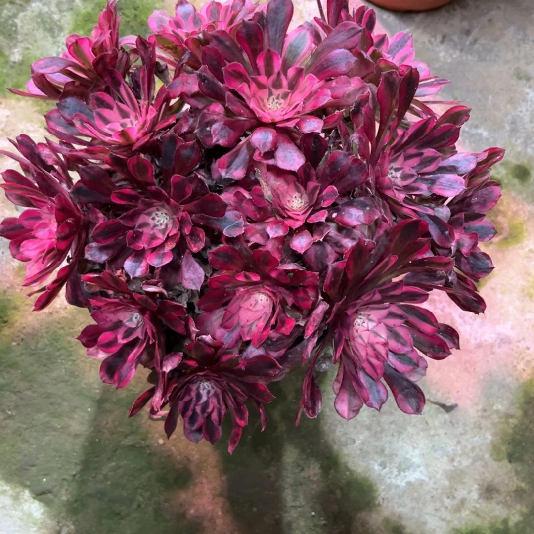 多肉植物红铜白586