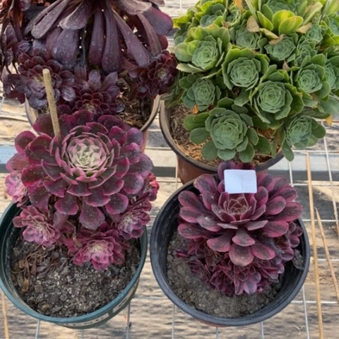 多肉植物组合拼盘1