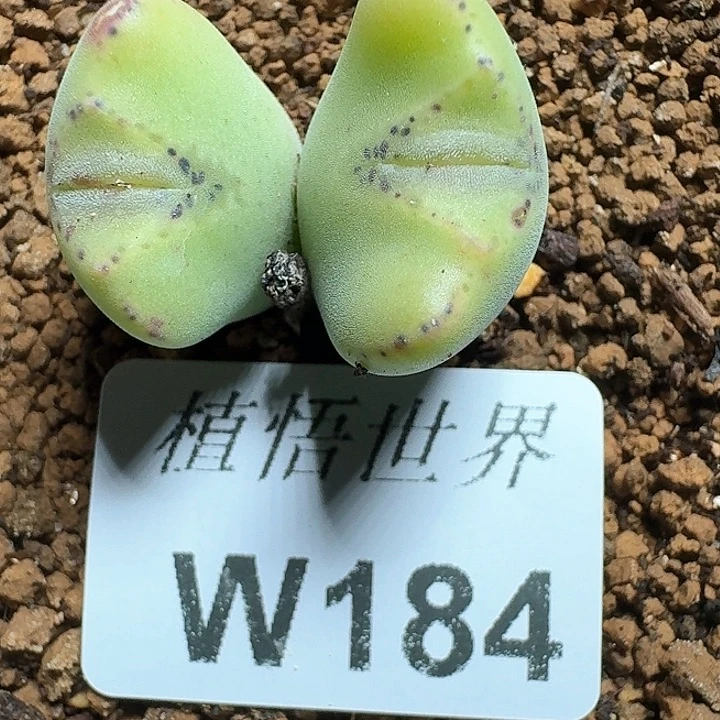 184号多肉植物哇c