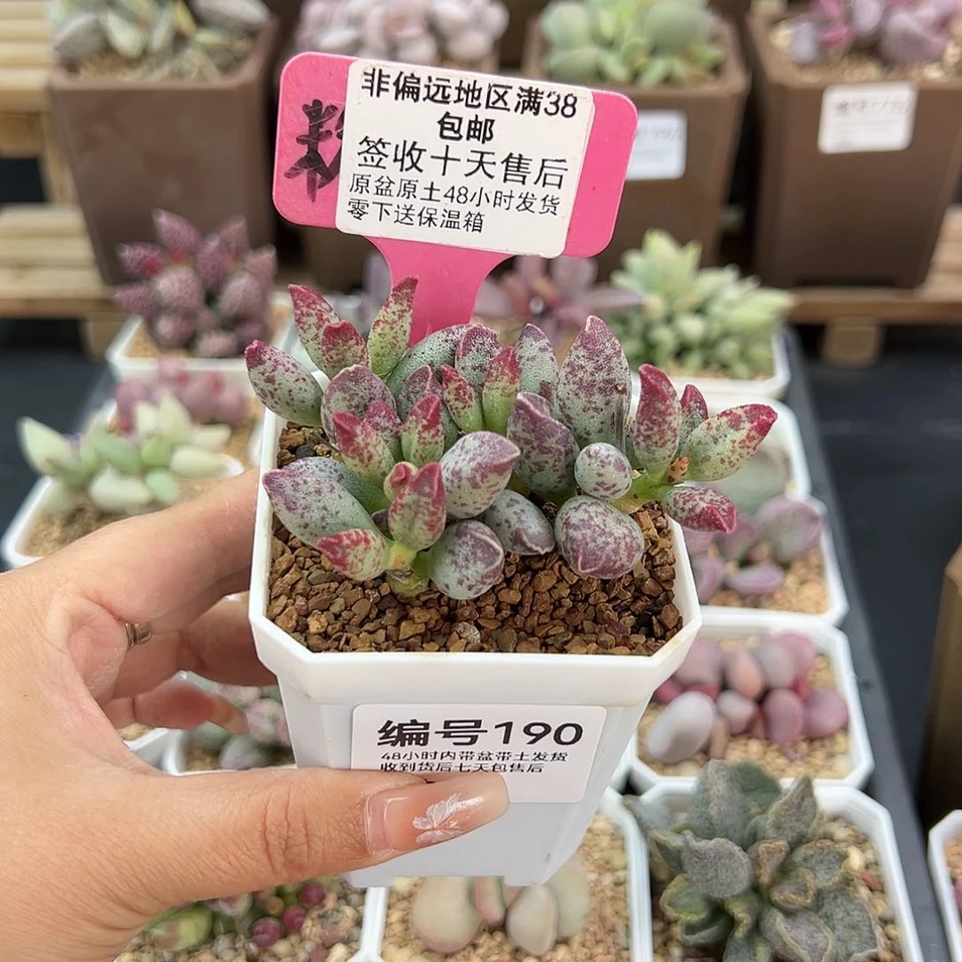 190艾薇多肉植物