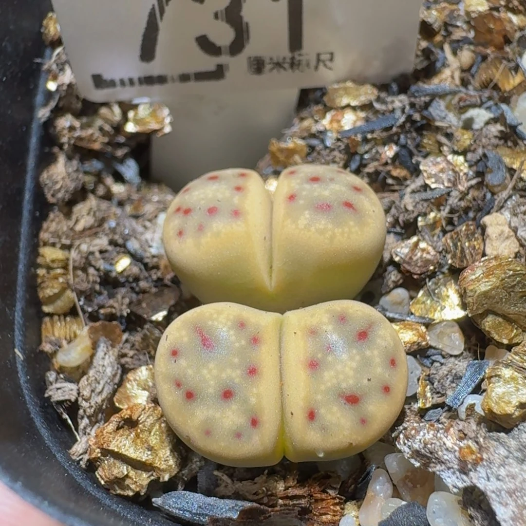 Sssss生石花肉锥731惜春