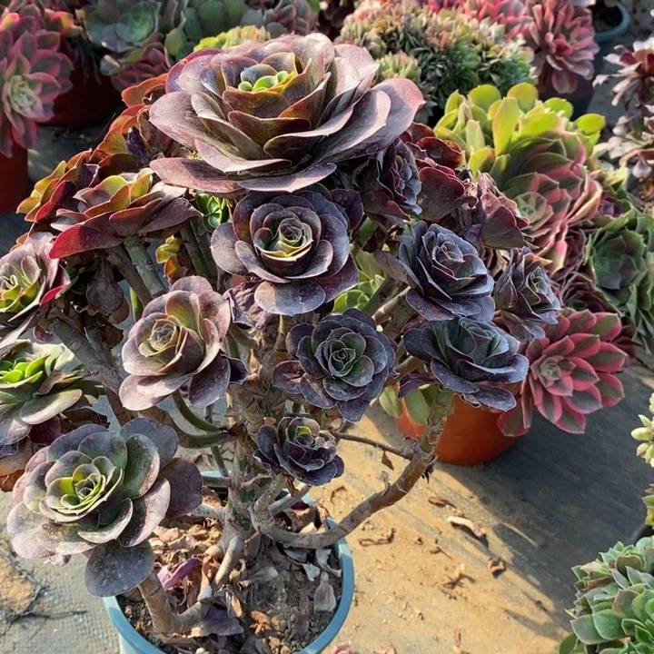 魅金玫瑰15多肉植物法师法师