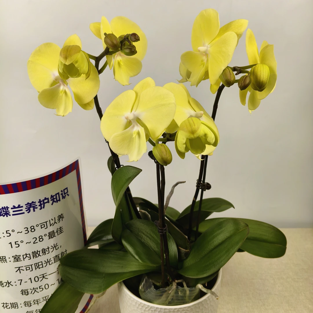 蝴蝶兰【星月】花苗盆栽带花剑花苞客厅室内四季好养观赏