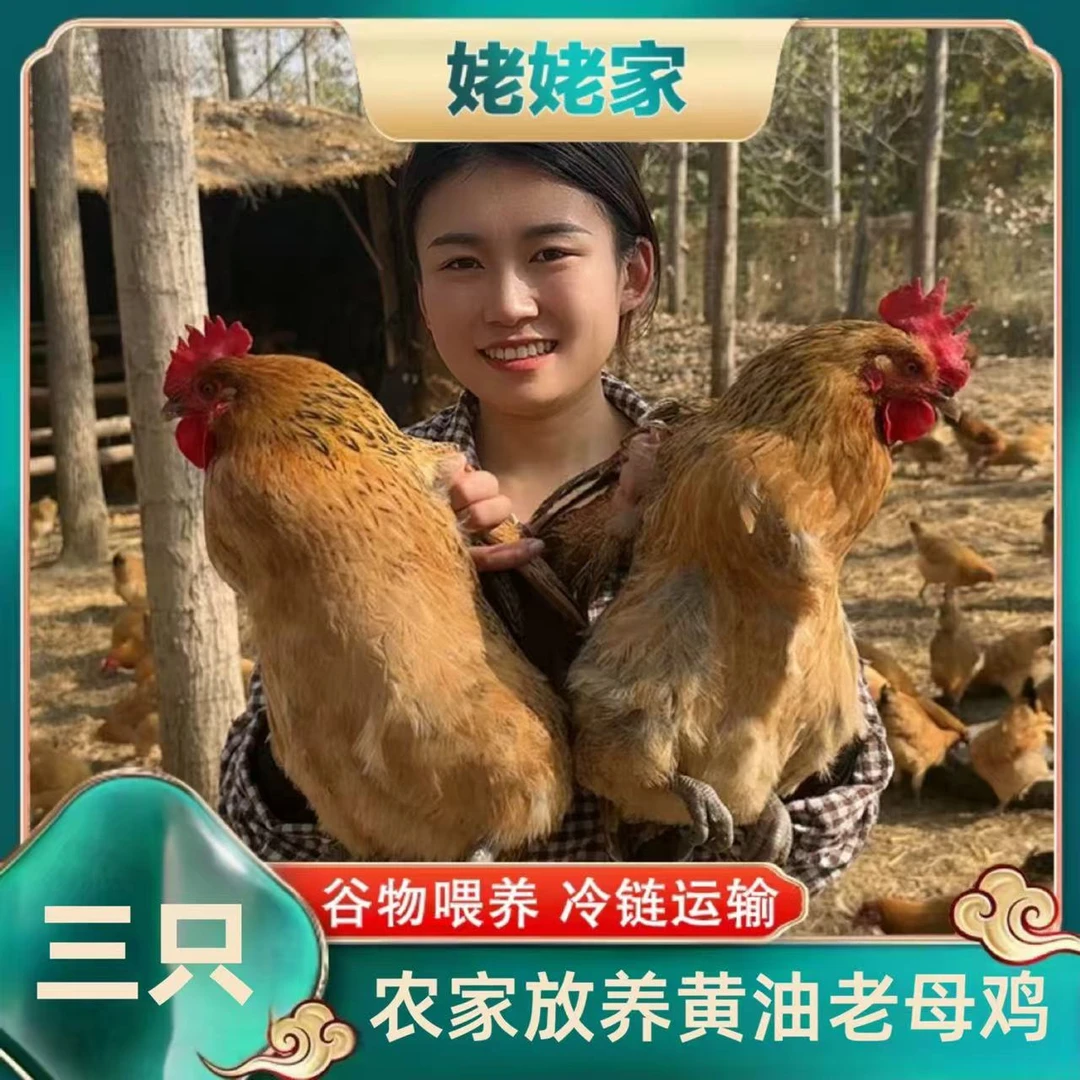 【三年老母鸡】农家放养溜达黄油 老母鸡 3只净重7.5斤