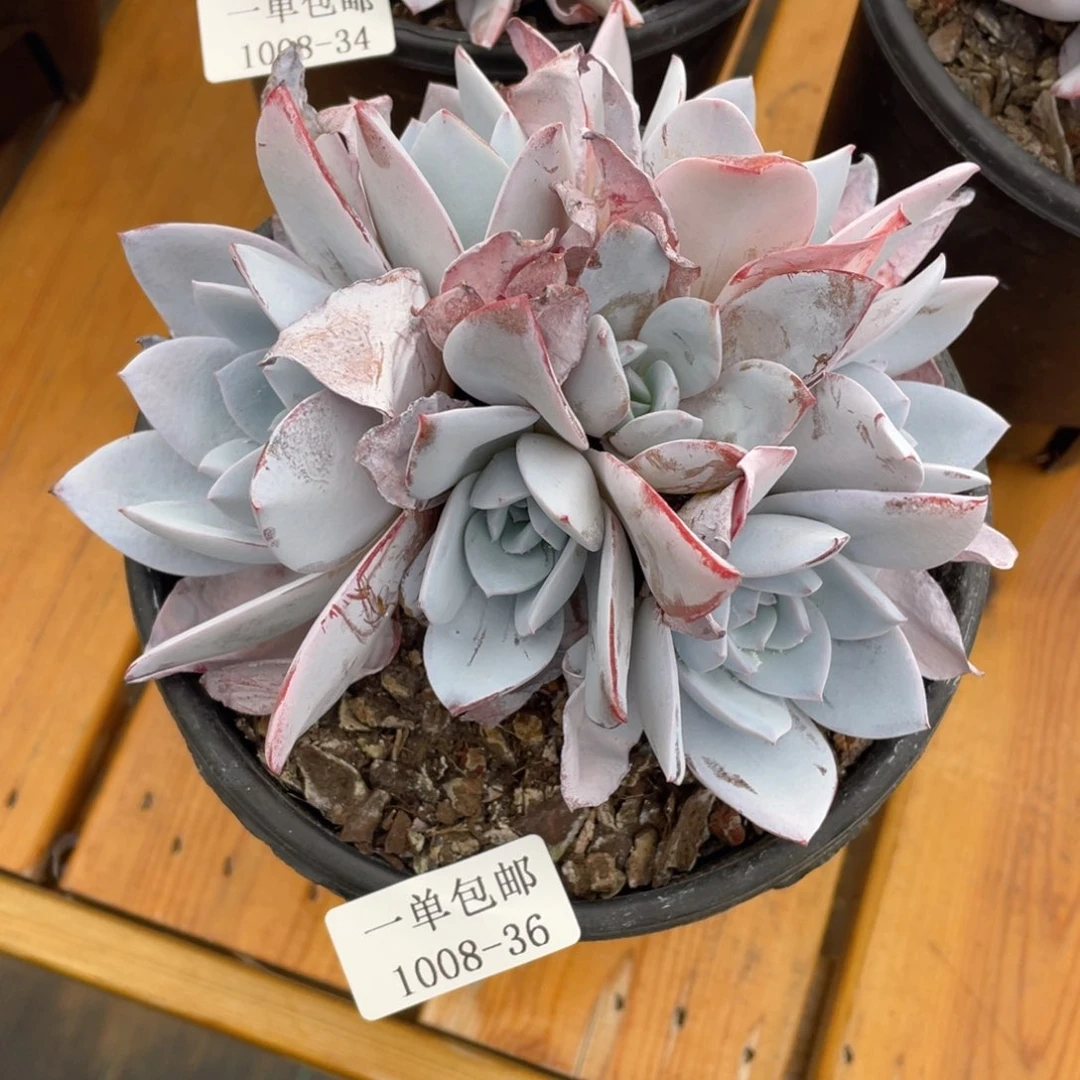 100836-白莲，。，，，