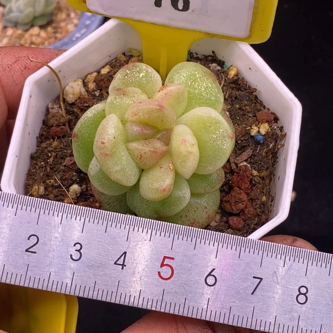 376冰玉石化单头福利……