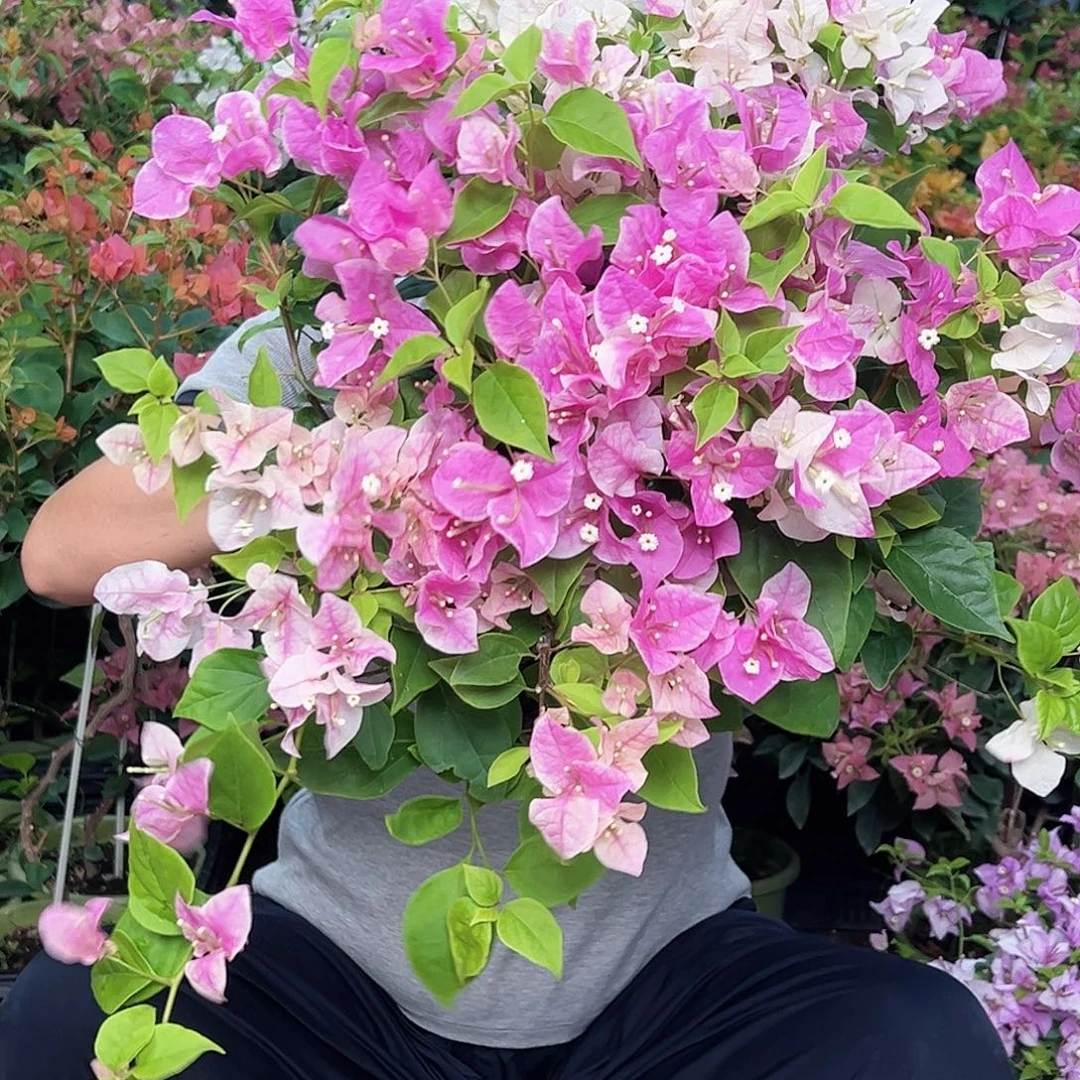 当前无花栽培后可以开花漳红樱掌中宝一棵