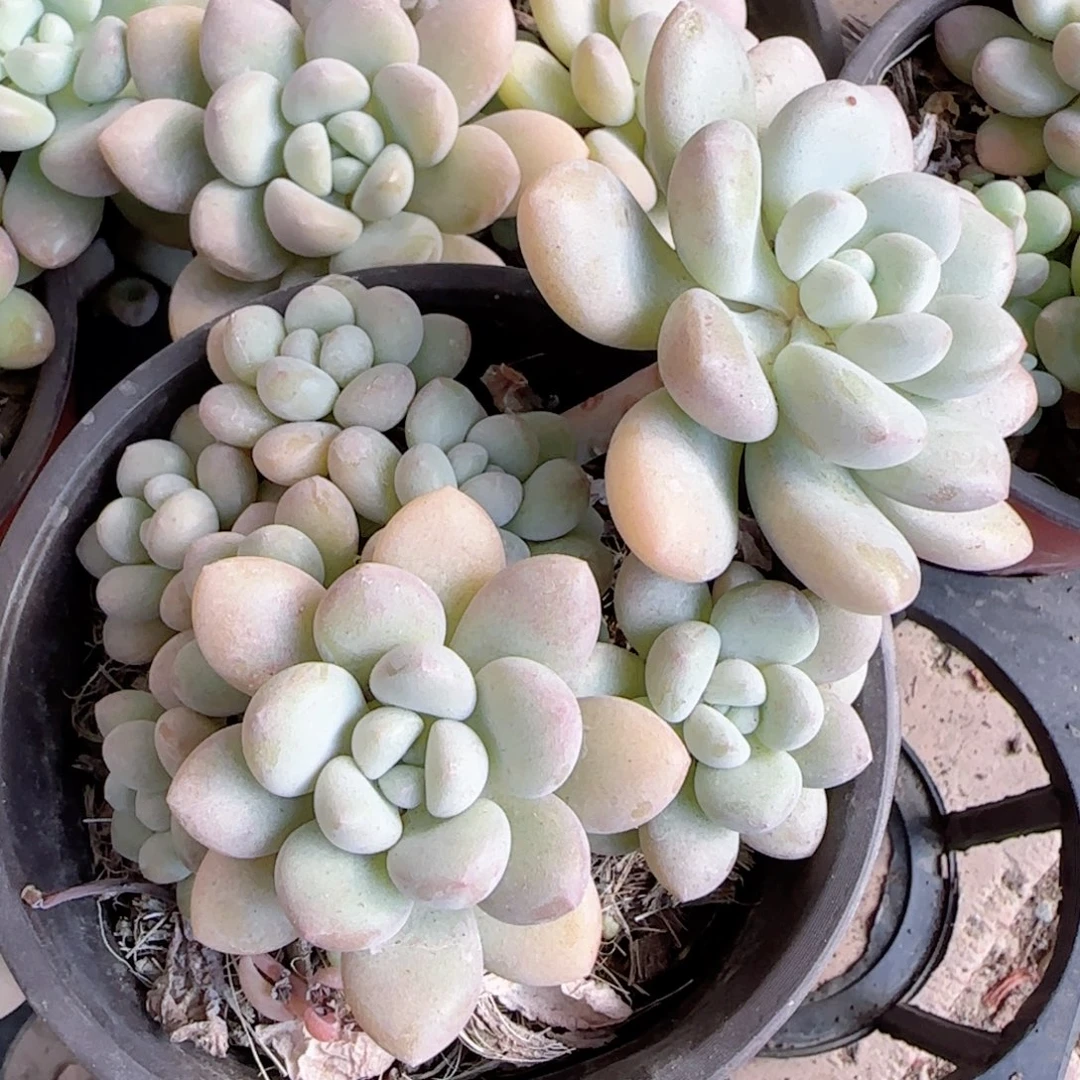 无花朵泡泡糖群生