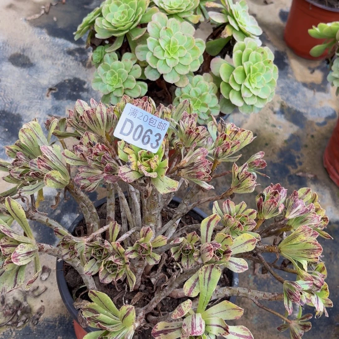 63多肉肉植物捧花